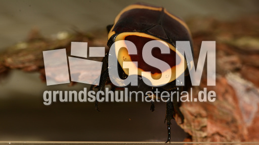 Kongo-Rosenkäfer (2).jpg